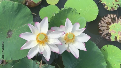 Two pink and white lotus flowers with yellow stamens in the center sway in the wind in the lotus pond.