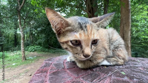 A black-brown cat is curled up on the cement floor.
