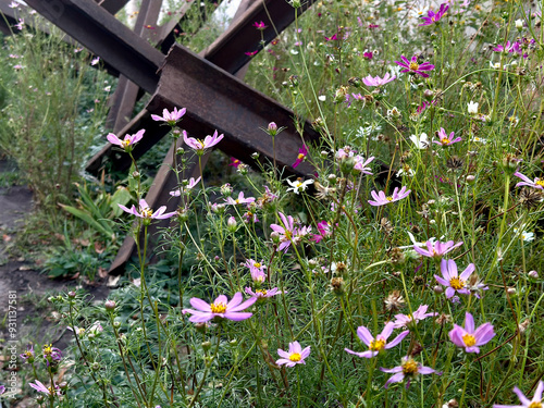 Anti-tank hedgehogs among Cosmos pink flowers. Readiness for invasion, roadblocks, fences. War in Ukraine. Russian aggression. War and peace photo