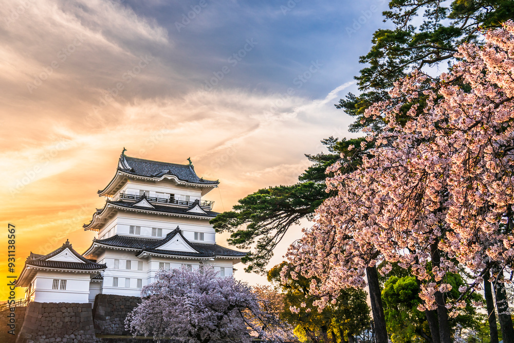 春の小田原城址公園、桜と天守閣の夕景【神奈川県・小田原市】
Sunset view of Odawara Castle and cherry blossoms. - Kanagawa, Japan 春の小田原城址公園、桜と天守閣の夕景【神奈川県・小田原市】
Sunset view of Odawara Castle and cherry blossoms. - Kanagawa, Japan