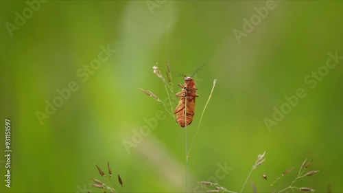 Common red soldier beetle, Rhagonycha fulva, on end of grass on sunny day in summer. Insect macro in nature. photo