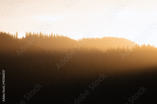 Sun setting over a forest