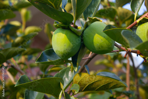 This is a persimmon tree with unripe fruit. photo