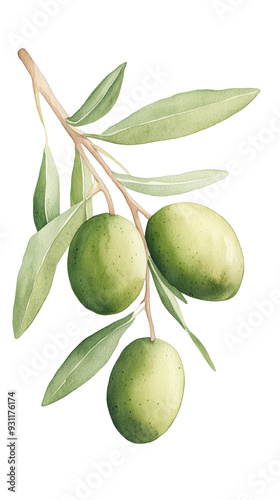 Wallpaper Mural watercolor illustration of a green olive branch with lush leaves, isolated on a white background. Torontodigital.ca