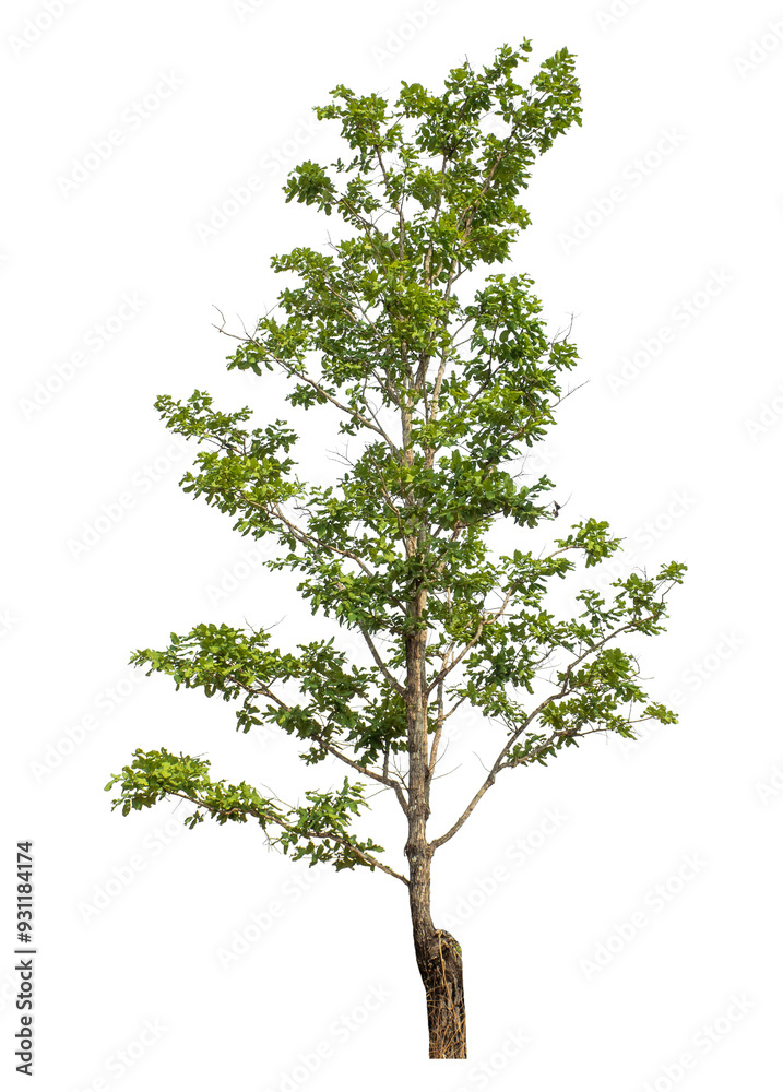Green tree isolated on transparent background with clipping path and alpha channel.. Green tree isolated on transparent background with clipping path and alpha channel..