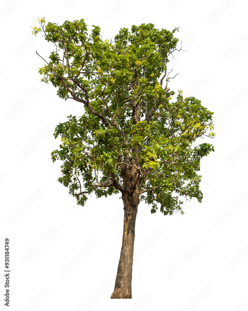 Green tree isolated on transparent background with clipping path and alpha channel.. Green tree isolated on transparent background with clipping path and alpha channel..