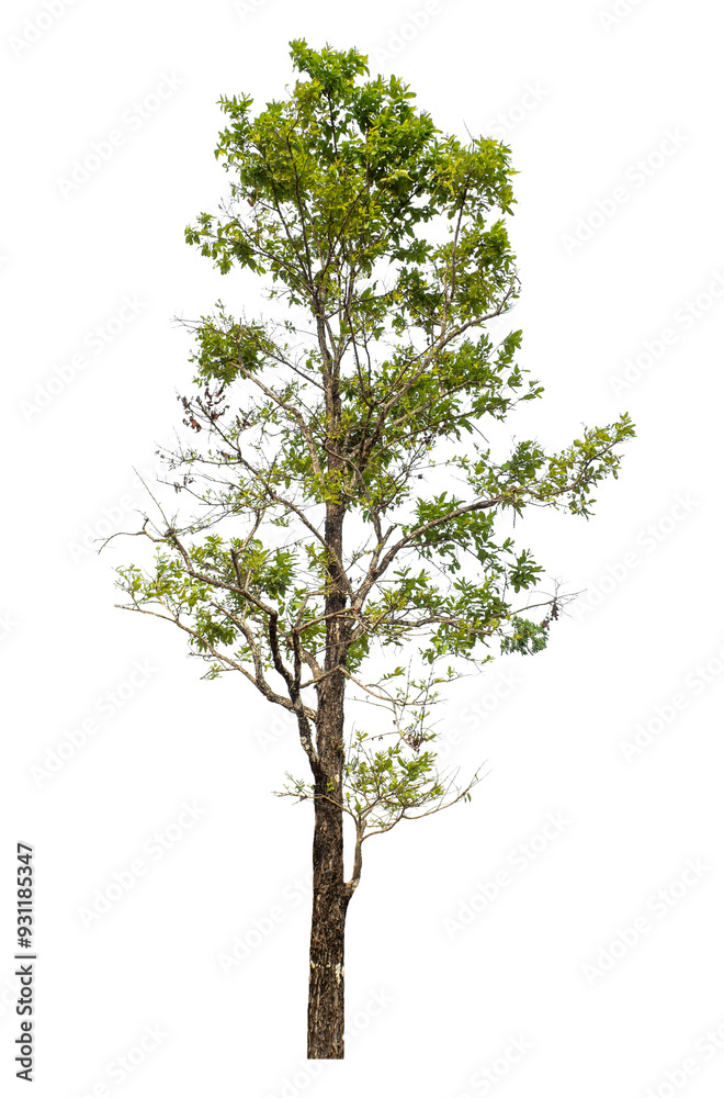 Obraz premium Green tree isolated on transparent background with clipping path and alpha channel.