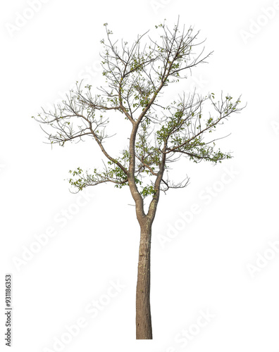 Tree isolated on transparent background with clipping path and alpha channel..