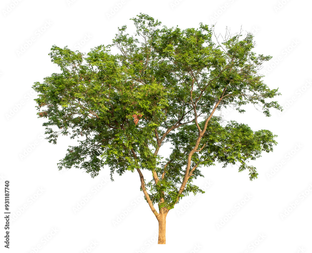 Green tree isolated on transparent background with clipping path and alpha channel. Green tree isolated on transparent background with clipping path and alpha channel.