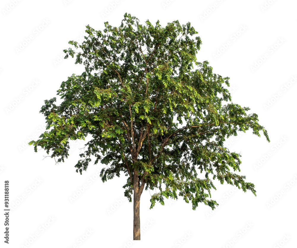 Green tree isolated on transparent background with clipping path and alpha channel. Green tree isolated on transparent background with clipping path and alpha channel.