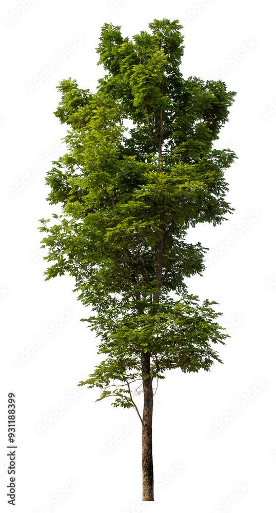 Fototapeta premium Green tree isolated on transparent background with clipping path and alpha channel.