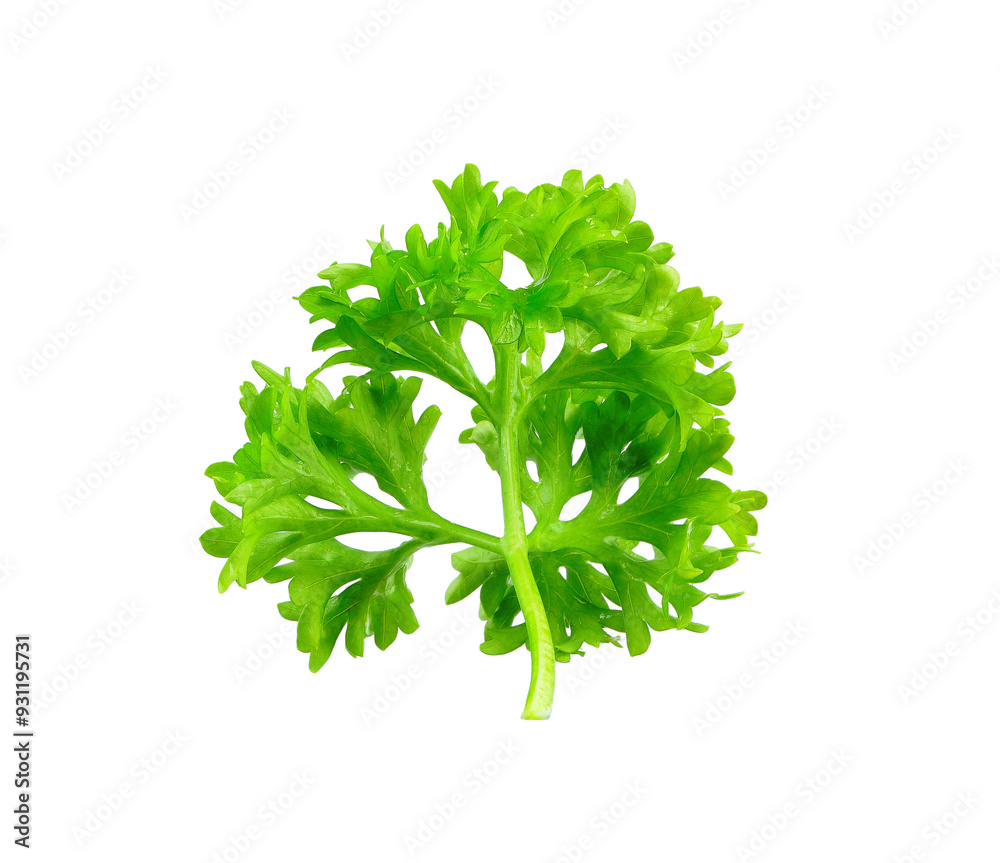 Fototapeta premium Parsley vegetable isolated on white background.