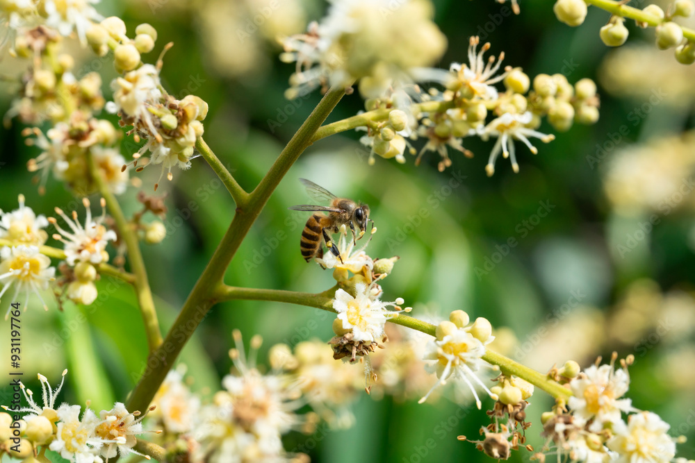 Fototapeta premium Bee is working on the flower