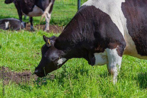 Black and White Cow Grazing on a Sunny Day |  Czarno-biała Krowa Pasąca się w Słoneczny Dzień 