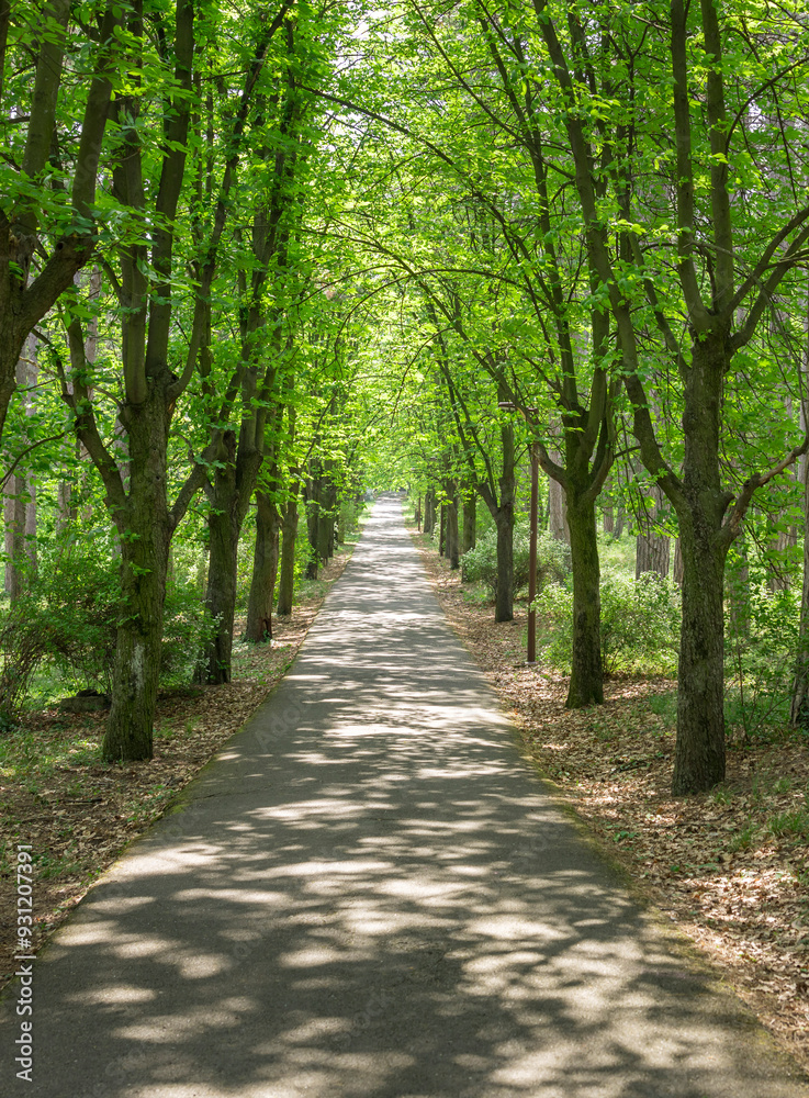 A path through a forest with trees on either side A path through a forest with trees on either side