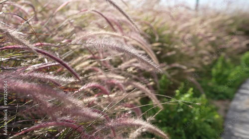 A beautiful close-up shot of purple fountain grass, softly swaying in the gentle wind during a serene and natural ambiance.serene and natural ambiance. A beautiful close-up shot of purple fountain grass, softly swaying in the gentle wind during a serene and natural ambiance.serene and natural ambiance.