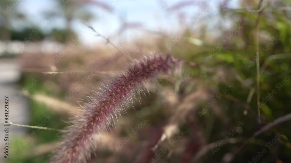 A detailed macro shot capturing the fine texture of purple fountain grass, bathed in soft sunlight. The shallow depth of field creates a beautifully blurred background A detailed macro shot capturing the fine texture of purple fountain grass, bathed in soft sunlight. The shallow depth of field creates a beautifully blurred background