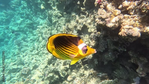 Raccoon Butterflyfish close up swimming in Red Sea Coral Reef, Hurghada, Egypt photo