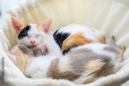 Two adorable kittens snuggle closely in a cozy soft bed