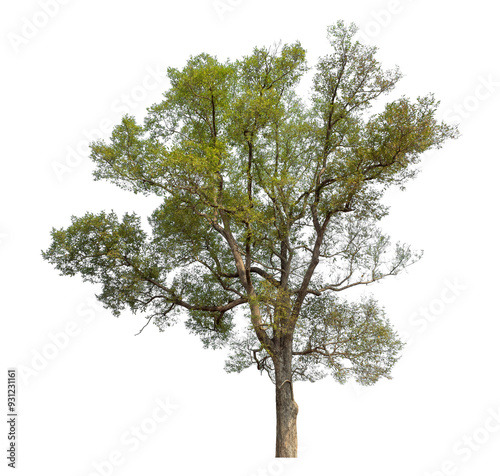Tree isolated on transparent background with clipping path and alpha channel.