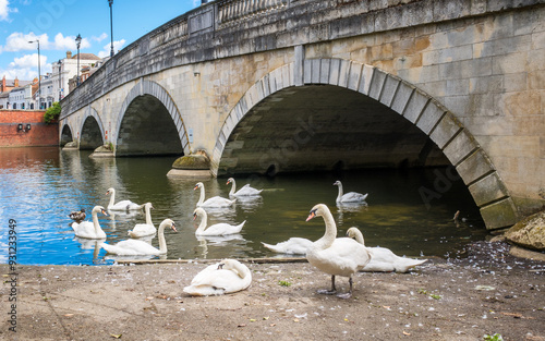 A group of Mute Swans on the river Great Ouse by the town bridge in the county town of Bedford in Bedfordshire, England