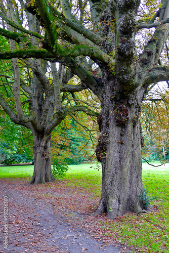 Two big trees in the park.