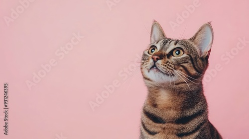 A tabby cat with bright yellow eyes looks up curiously against a pink background.