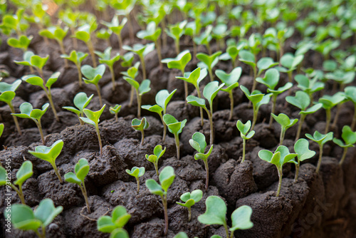 a collection of chili plant seeds to be planted