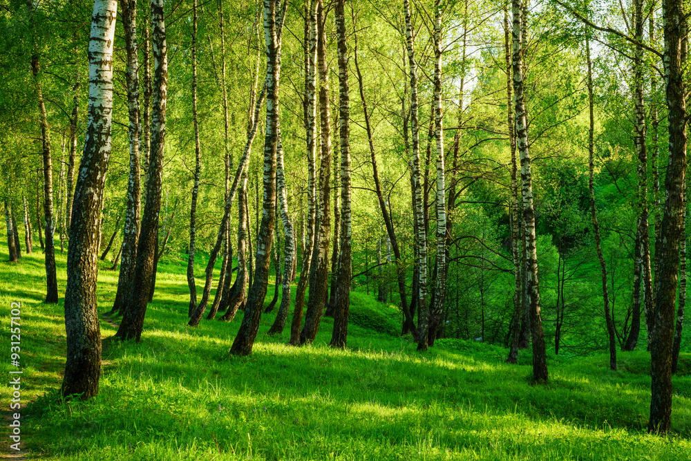 Grove of birches with young green leaves at sunset or sunrise in spring or summer. Grove of birches with young green leaves at sunset or sunrise in spring or summer.