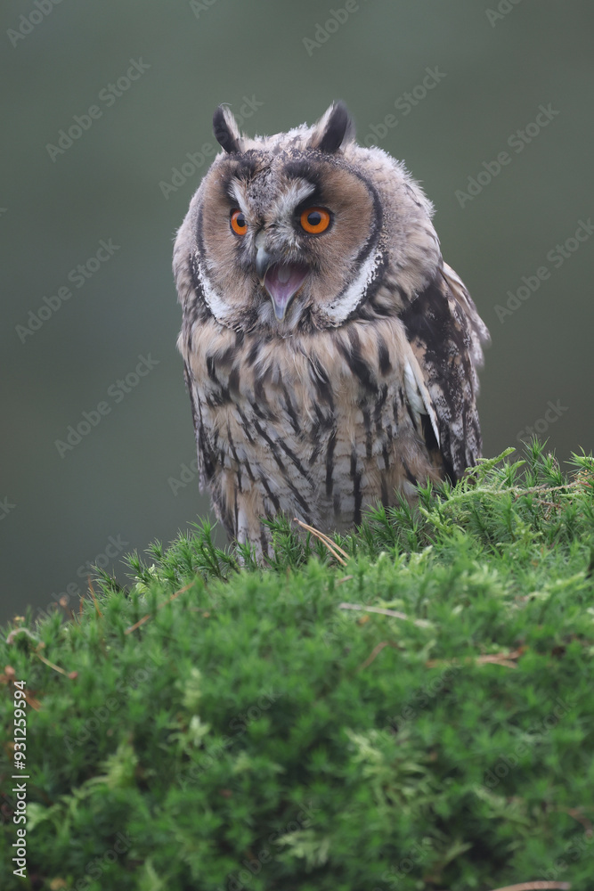 Fototapeta premium Portrait of a young Long-eared Owl perched on moss and calling out 