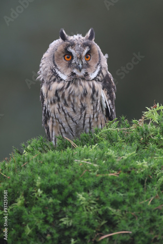 Portrait of a young Long-eared Owl perched on a moss covered tree trunk
