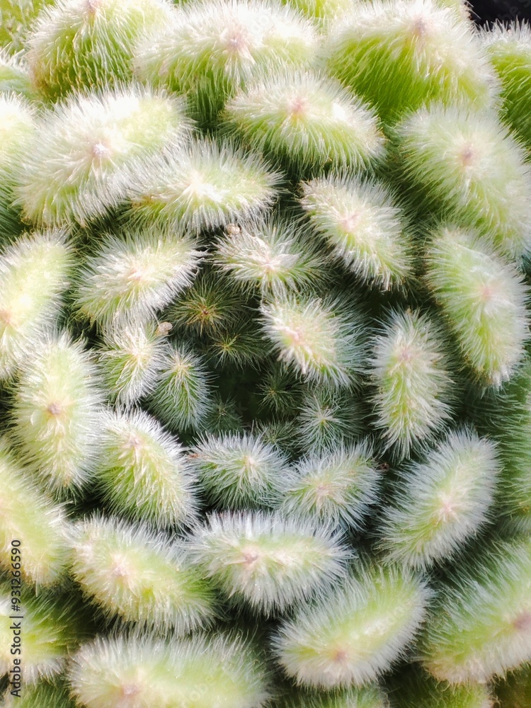 suculenta suculenta