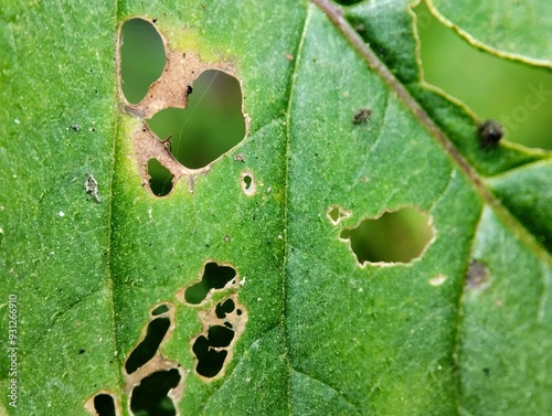 Green leaves with holes caused by insect bites. leaves with holes and texture on a blurry background 