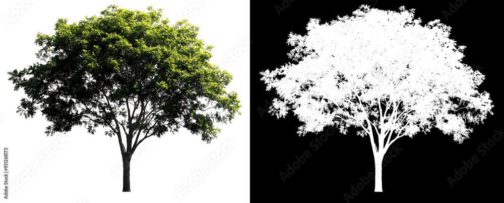 Fototapeta premium Isolated single tree with clipping path and alpha channel on a transparent photo background