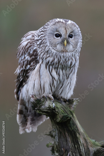 An Ural Owl perched on top of a tree trunk
 photo