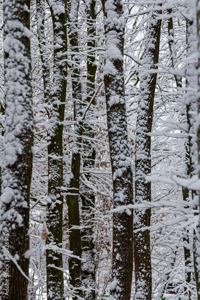 Fototapeta premium Temperate, deciduous forest with snow covered hornbeam Carpinus betulus trees