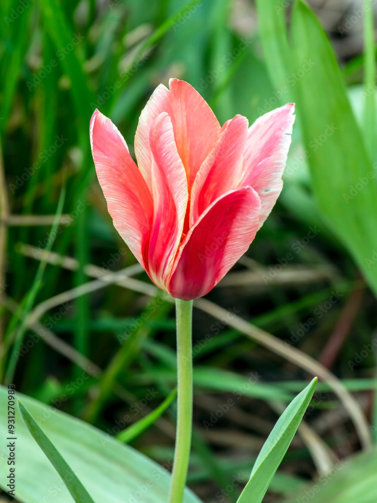 beautiful bright multicolored tulips in the city square beautiful bright multicolored tulips in the city square