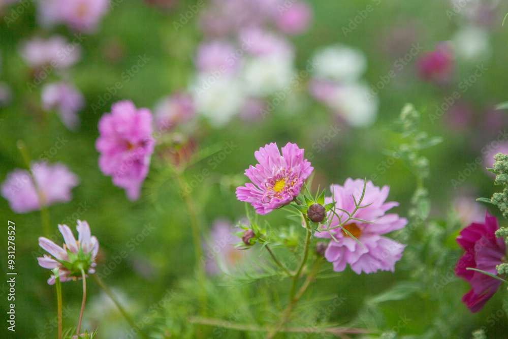 Wildflower meadow with pink and white flowers Wildflower meadow with pink and white flowers