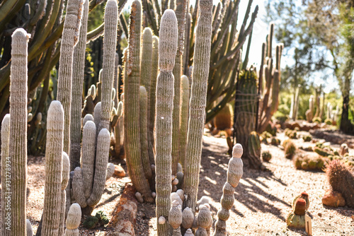 large cactus at a cactus farm photo