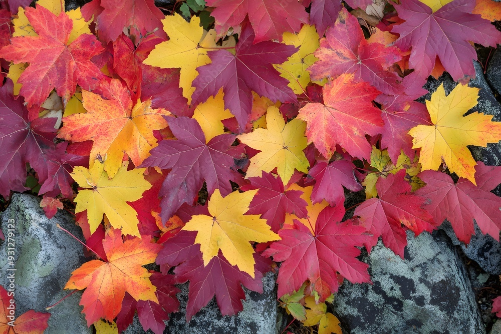 autumn leaves background autumn leaves background
