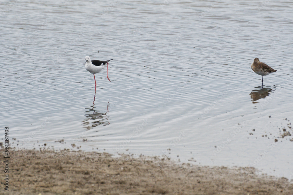 echasse blanche dans les marais salant de l'île de ré echasse blanche dans les marais salant de l'île de ré