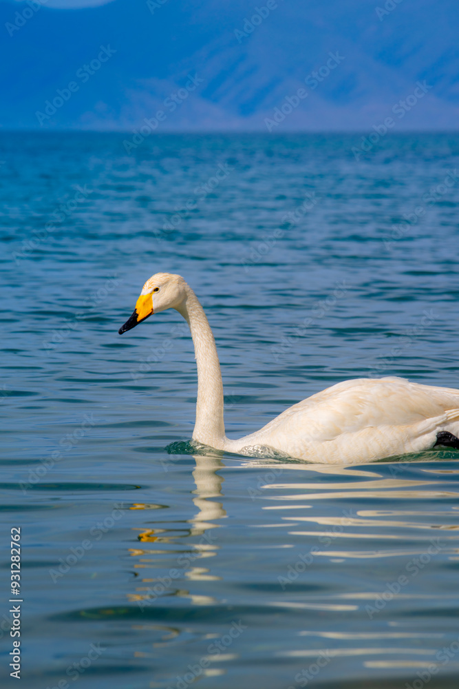 Obraz premium Sailimu lake, or Sayram lake, an endorheic freshwater lake in the northern Tianshan Mountains, Bortala Mongol Autonomous Prefecture, Xinjiang Uyghur Autonomous Region, China