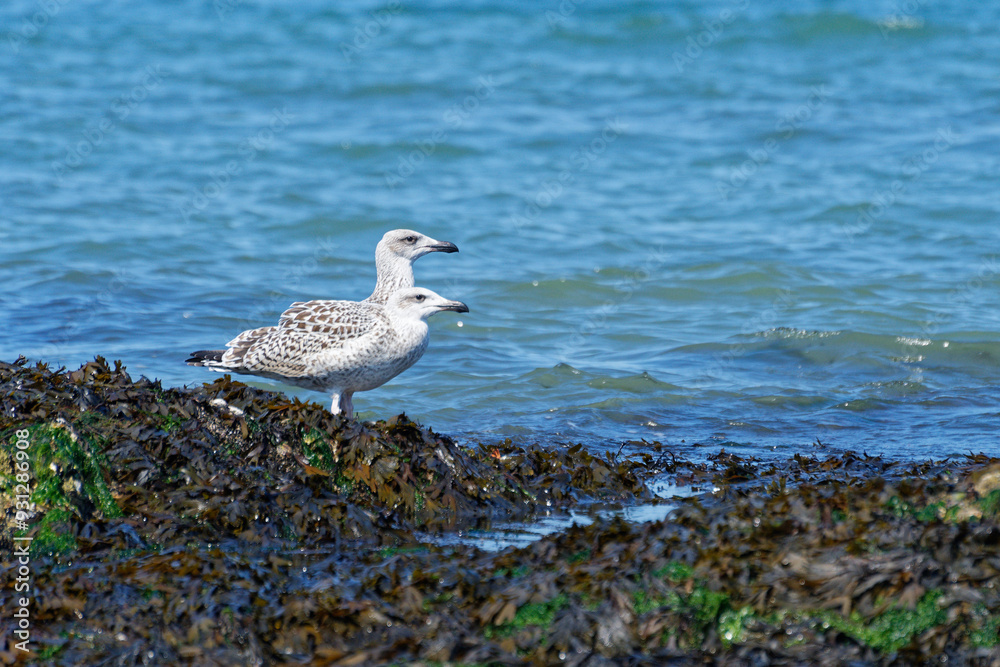 goeland sur la plage de l'ile de noirmoutier goeland sur la plage de l'ile de noirmoutier
