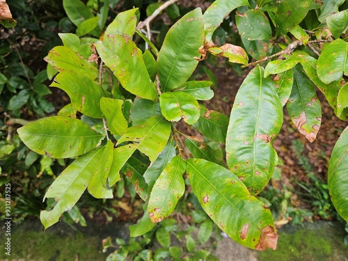 Fotografi Close-up of Ochna integerrima leaves with leaf blight disease at Mekong Delta Vietnam