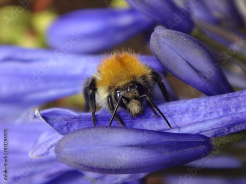 The common carder bee (Bombus pascuorum), male resting on blue African lily flowers photo