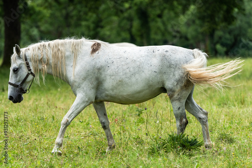 Tranquil Grazing Lipizzan Horses at Lipica Stud Farm in Slovenia photo