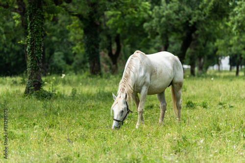 Peaceful Scene of Lipizzan Horses Grazing at Lipica Stud Farm, Sloveni photo