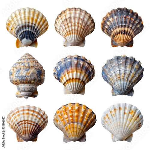 Collection of Beautiful Ocean Scallop Shells Isolated on Transparent or White Background, PNG