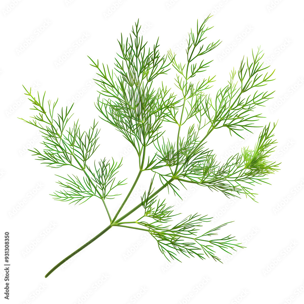 Fototapeta premium Dill Herb Isolated on White Background Ultra HD Full Isolated on Transparent or White Background, PNG