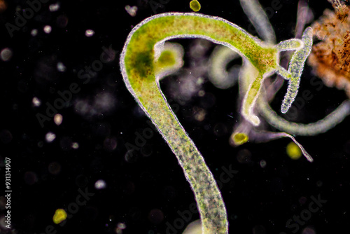 Hydra is a genus of small, fresh-water animals of the phylum Cnidaria and class Hydrozoa under the microscope for education. photo